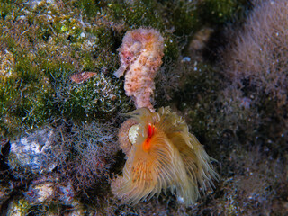 Seahorse habitat