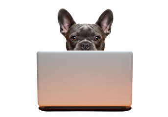 French bulldog peeking over laptop isolated on transparent background