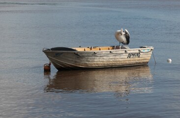 Australian Pelican
