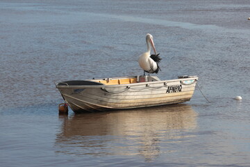Australian Pelican