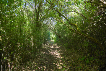 岩戸山に続く木のトンネル