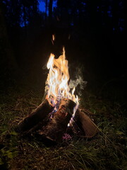 A cozy campfire burning brightly at night in a dark forest. Flames licking birch logs under a deep...
