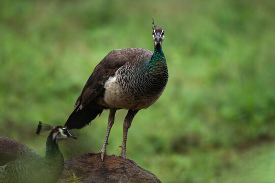 a close up of a Indian peahen standing calmly against a soft, lush green blurred background.