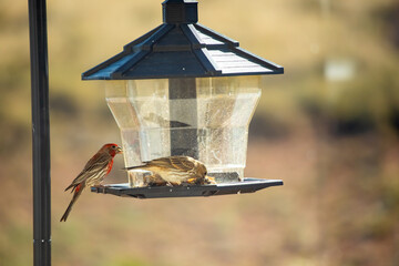 Red house finches eating seeds on a feeder