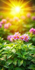 Obraz premium Colorful potato leaves and delicate flowers blooming on a sunny summer day