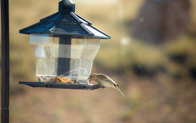 Red house finch eats seeds on a feeder