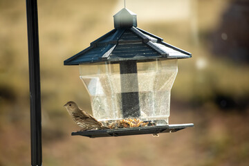 Red house finch youngster perched on bird feeder in summer