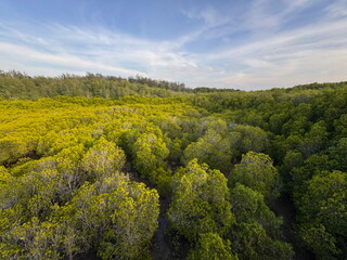 Aerial view of a vibrant mangrove forest. Expansive tropical jungle canopy with lush green and...