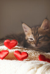 Pretty cute kitten relaxing on the bed with red hearts. Tabby cat. Funny pets. Valentines Day, Birthday, Dating