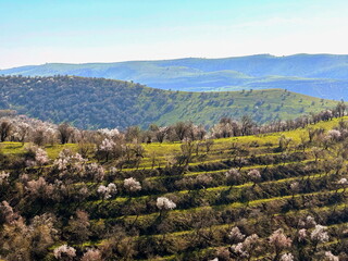 Obraz premium Blooming almond trees on terraced hillsides. Scenic spring landscape with rolling green hills and mountains. Agricultural orchard in a rural countryside.