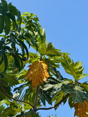 A single yellow leaf stands out among the vibrant green foliage of a breadfruit tree. Tropical...