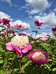 Obraz premium pink flowers in the garden