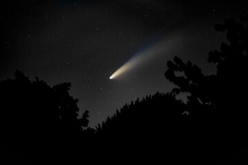 Comet NEOWISE Soaring Above Silhouetted Trees at Night