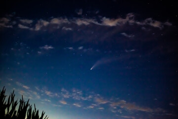 Comet NEOWISE Soaring Above Silhouetted Trees at Night