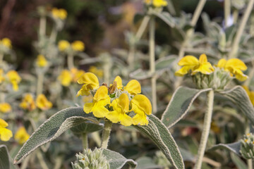 yellow flowers of jerusalem sage
