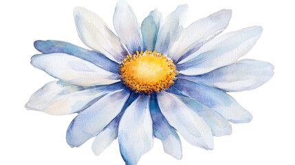 watercolor white and pink daisy flower on white background