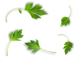 mugwort leaves, green foliage isolated on transparent background.
