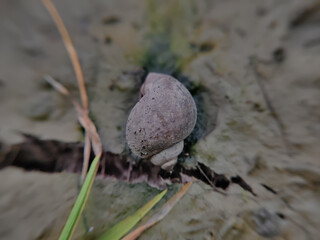 close up of a rice field snail