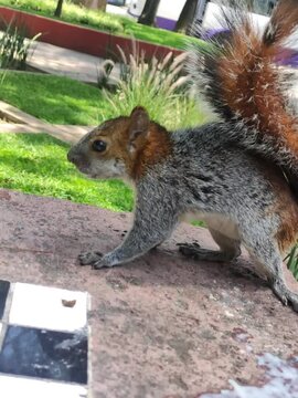 A beautiful gray squirrel sitting on the table eating peacefully,Una hermosa ardilla gris sentada sobre la mesa comiendo tranquilamente (1)