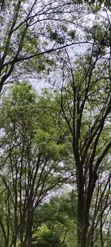 A view from the ground to the treetops in the forest Una vista desde el suelo hasta las copas de los &aacute;rboles en el bosque(2)