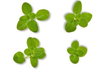 fresh oregano sprigs isolated on transparent background