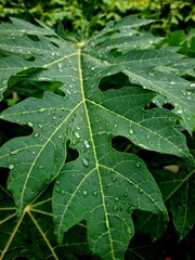 Green leaves with dew or rain droplets on top after rainfall, showing fresh natural texture and...