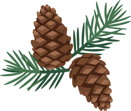 Pine cones with green pine needles botanical nature illustration design vector