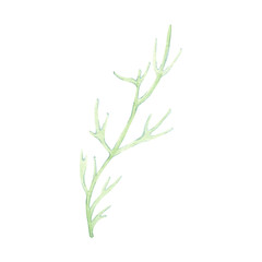 Branch, seaweed, coral, underwater grass, beach decoration, ocean shore souvenir, pastel colors on white background. Single isolated object. Hand drawn watercolor illustration