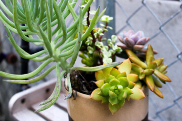 succulent plant 