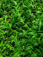 Green leaves with dew or rain droplets on top after rainfall, showing fresh natural texture and...