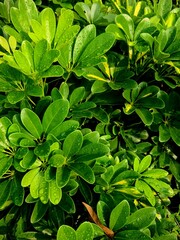 Green leaves with dew or rain droplets on top after rainfall, showing fresh natural texture and...