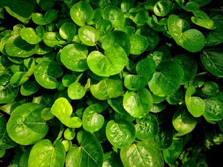 Green leaves with dew or rain droplets on top after rainfall, showing fresh natural texture and...