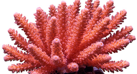 Vibrant pink staghorn coral branch with intricate polyps showcasing detailed texture and structure isolated on white background