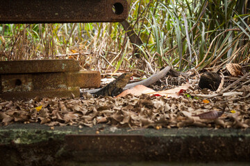 Black Spiny Tailed Iguana Camouflages among Rusted Steel and Dried Leaves in the Costa Rican...