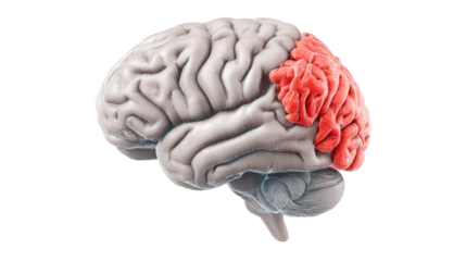 Brain with highlighted frontal lobe section appears isolated against a transparent backdrop.