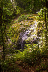 Trickling Waterfall in Costa Rican Rainforest Clearing