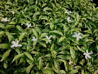 Green leaf texture with small white flowers scattered, perfect for botanical, gardening, and natural background visuals in close-up and organic setting.