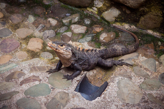 Black Iguana Lounges on Stones Near a Drain