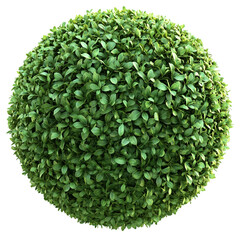 Spherical green hedge isolated on transparent or white background. Generative ai.