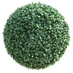 Spherical green hedge isolated on transparent or white background. Generative ai.