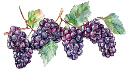 Watercolor Painting Of A Branch Of Ripe Black Grapes With Green Leaves Isolated On A Transparent Background