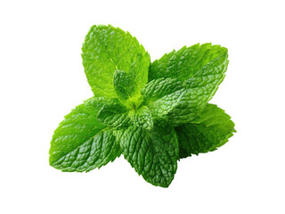 Fresh green mint leaves isolated on black background herb, Isolated, Transparent Png