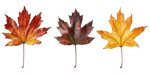 Three Autumn Leaves In Shades Of Red Orange And Yellow On A Transparent Background