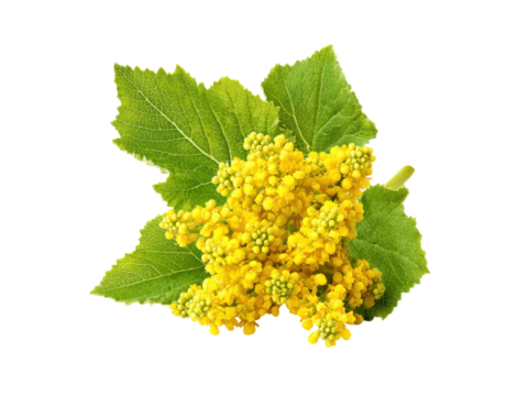 Yellow mustard flowers and green leaves isolated on black image, Isolated, Transparent Png