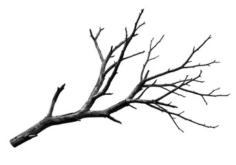 Fototapeta premium Dried Spooky Dead Tree Branch – Halloween and Haunted Nature Element, Isolated on White or Transparent Background