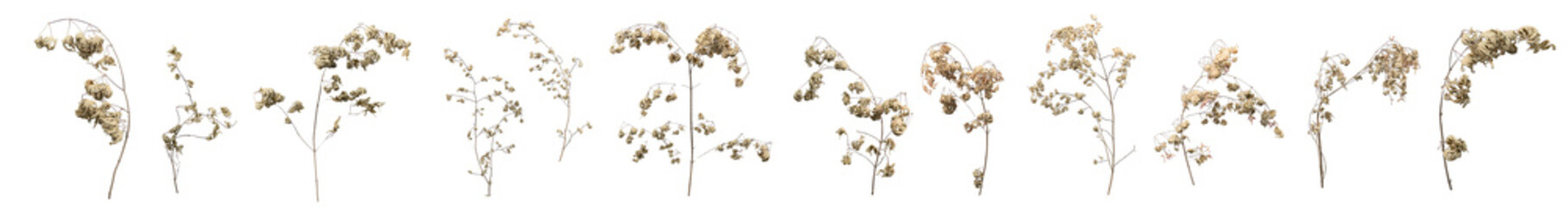 A collection of photos of dry maple branches and leaves in winter, with transparency for editing.