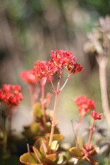Close-up of vibrant red succulent flowers in bloom. Soft natural light, shallow depth of field. Perfect for nature, botanical, or floral designs.