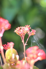 Close-up of delicate pink succulent flowers in bloom. Soft natural light, shallow depth of field....
