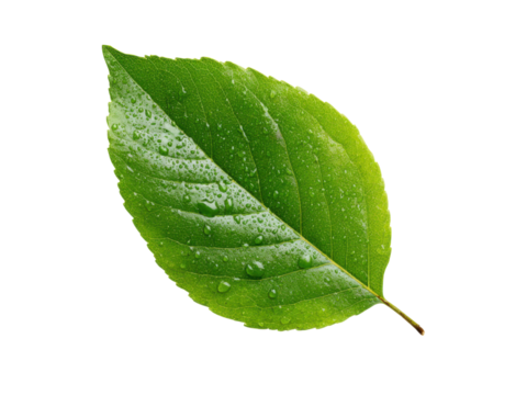 Single green leaf with water droplets on black background nature, Isolated, Transparent Png