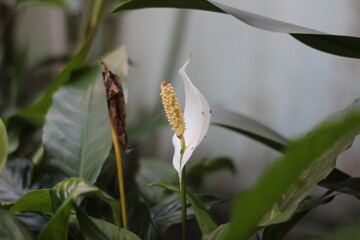 Close-up of a peace lily flower, showcasing its elegant white spathe and yellow spadix. Soft light,...